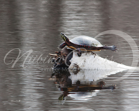 turtle