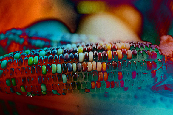 6-Corn
