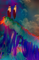 14 - Feathers