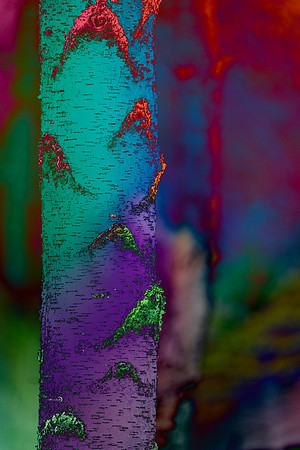 12 - Birch Bark