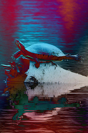 10-Turtle