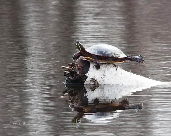 turtle8x10