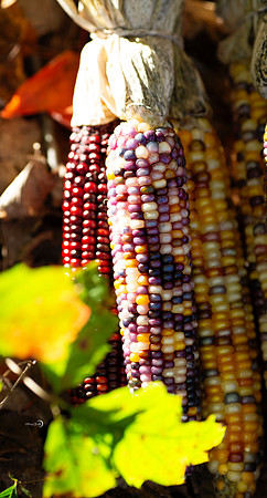 1corn