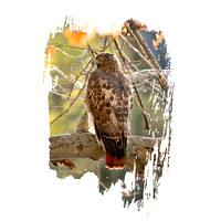 hawk