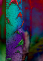 birch trees
