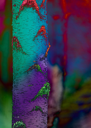 birch trees