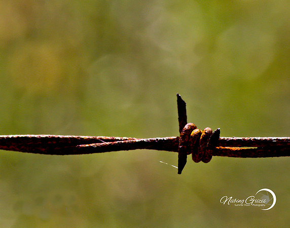 barbwire