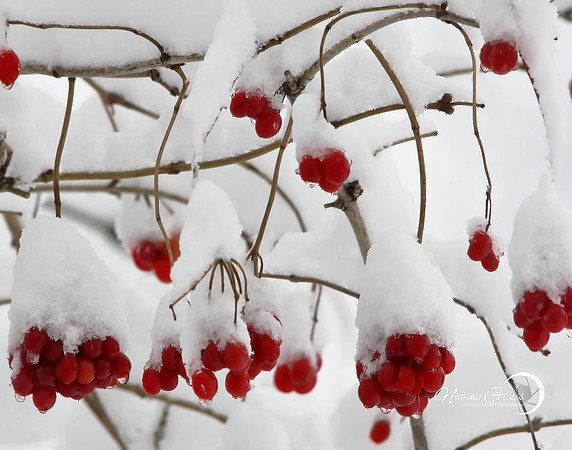 Red Snow Berries