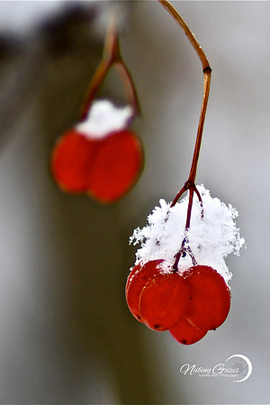 Double Hung Berries