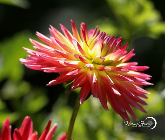 Dahlia Hill