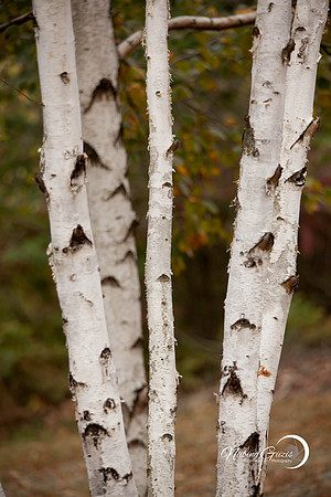 Birch