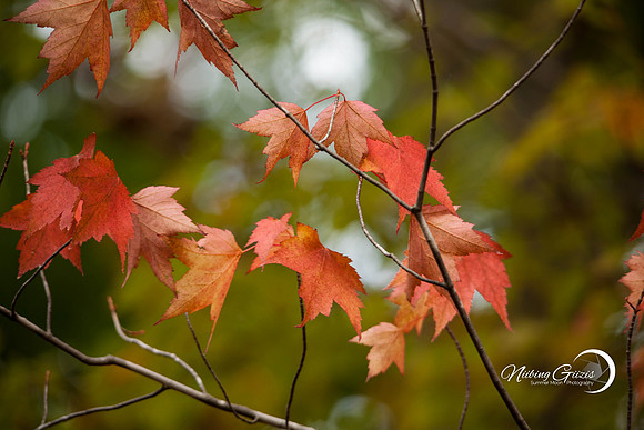 Color Change