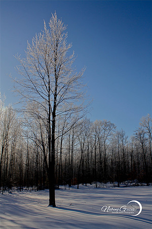 Frozen