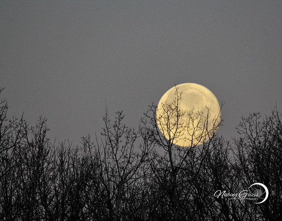 Summer Moon