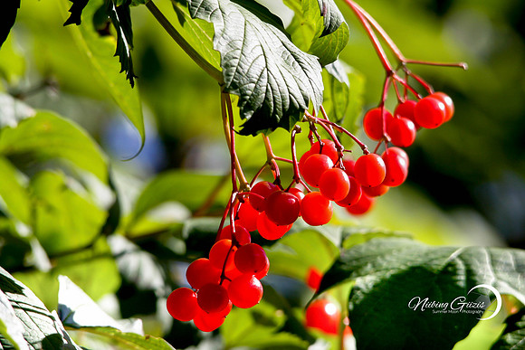 Summer Berries