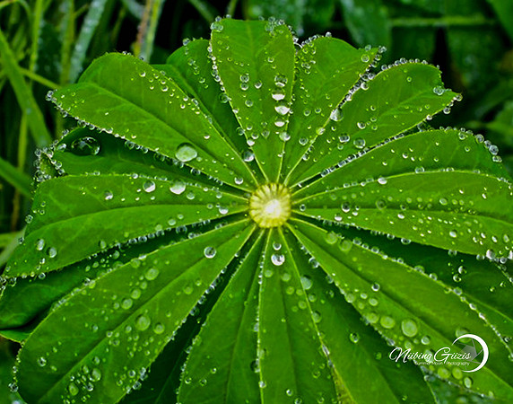 Rain Drops