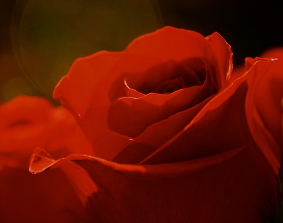 Vibrant Rose