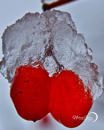 Ice Berry