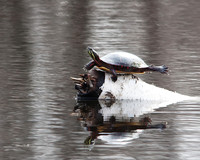 turtle8x10