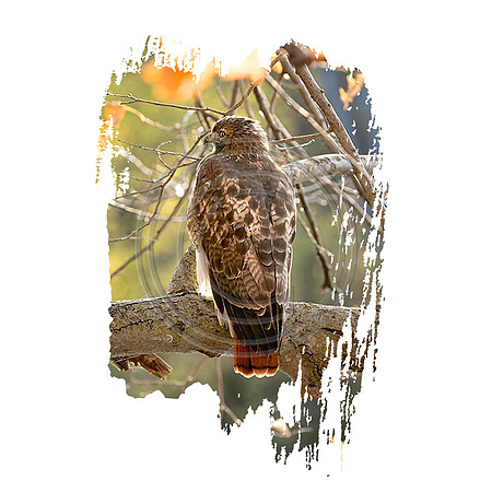 hawk