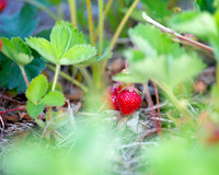 strawberry