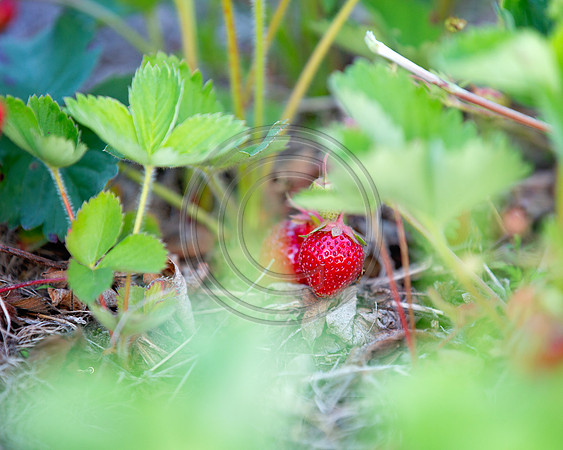 strawberry