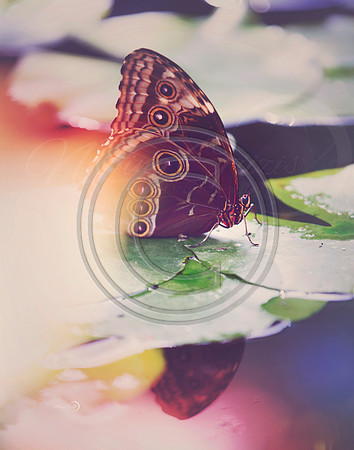 1butterfly