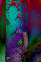 12 - Birch Bark