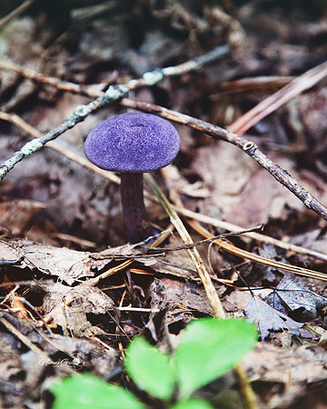 purple mushroom
