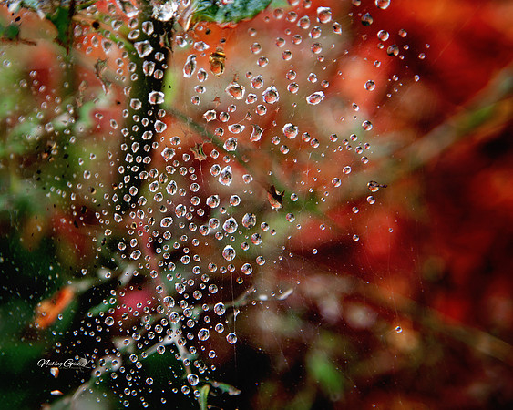 spiderweb