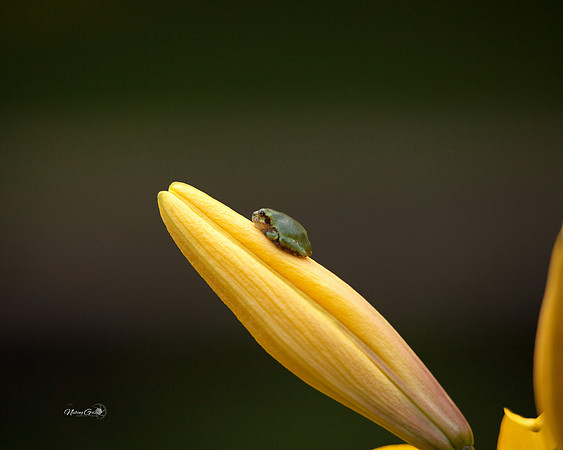 frog2