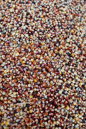 CornSoup-22