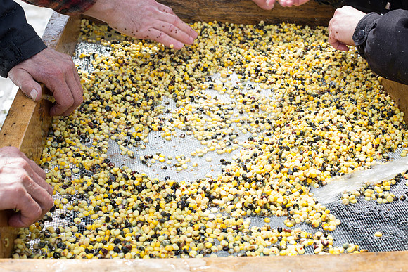CornSoup-128