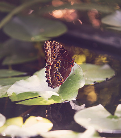 8butterfly