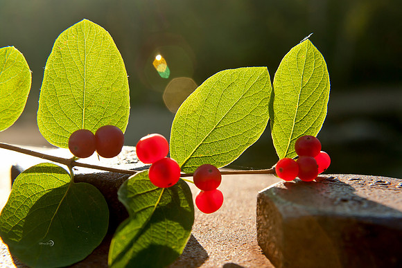 berries