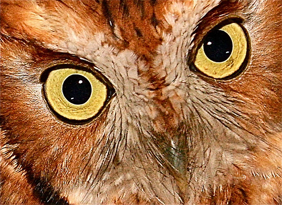 owl