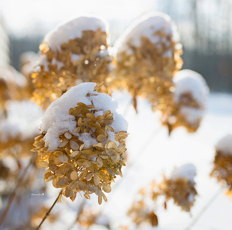 Snow Flowers