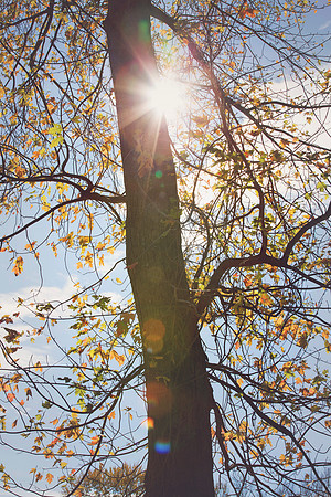 sunflare