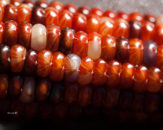 corn