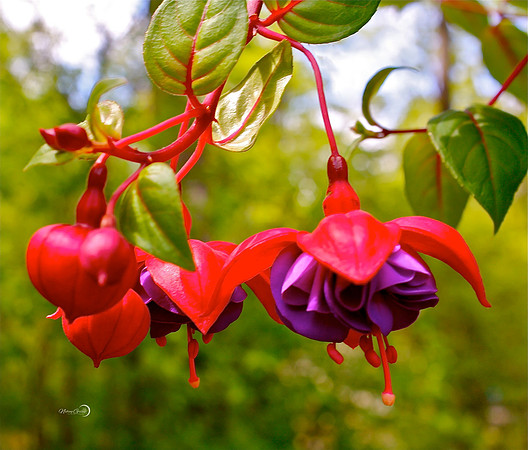 purplered