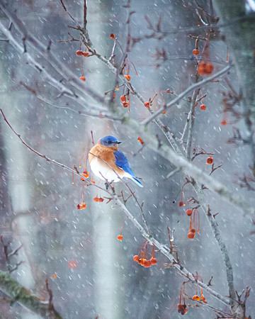 MI Blue Bird