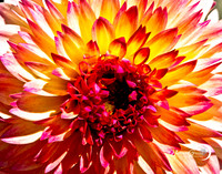 Sun Splash