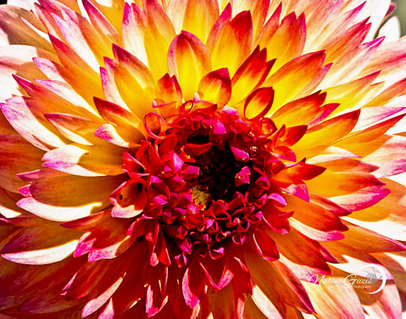 Sun Splash