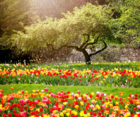Dow Tulips 1