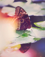 1butterfly