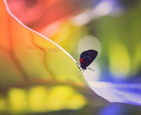 2butterfly