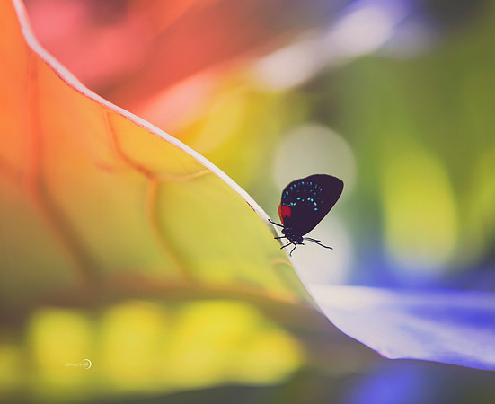 2butterfly