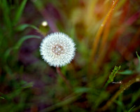 blow