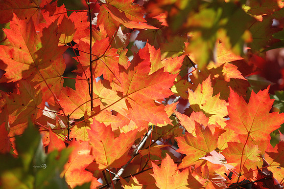 fall leaves1