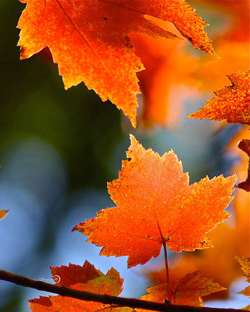 fall leaves3